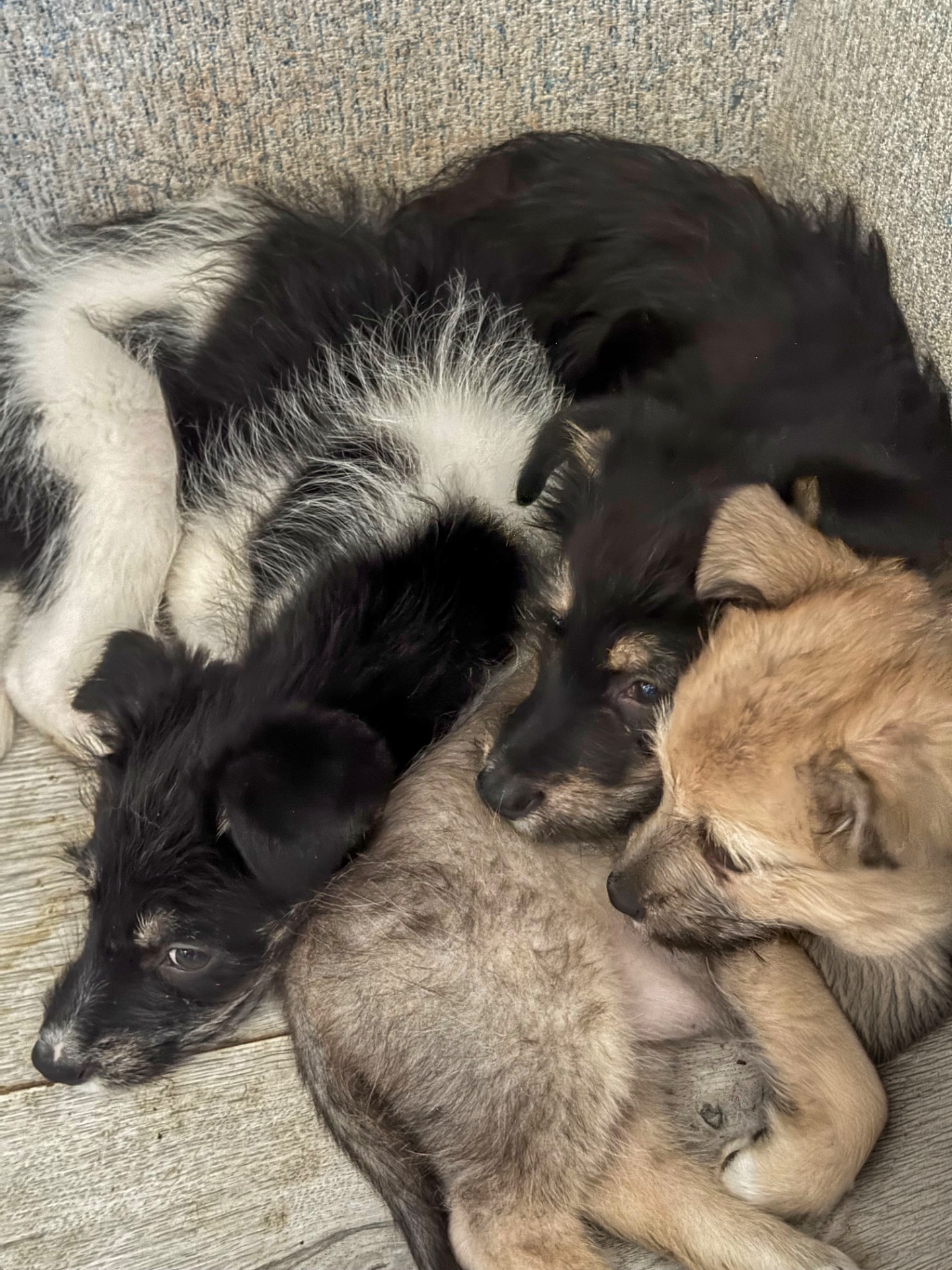 3 дівчинки цуценя шукають родину ❤️‍🩹