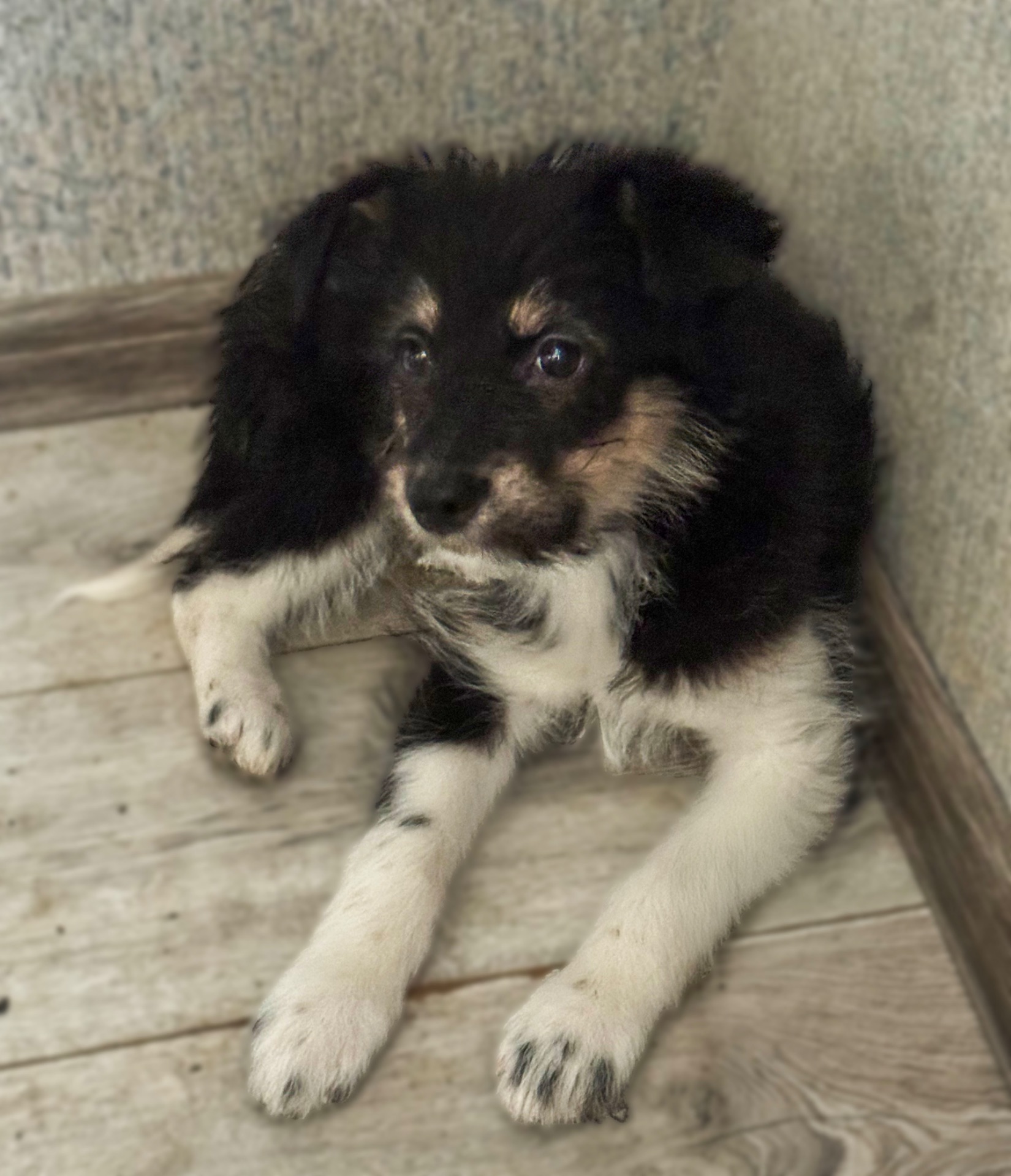 3 дівчинки цуценя шукають родину ❤️‍🩹