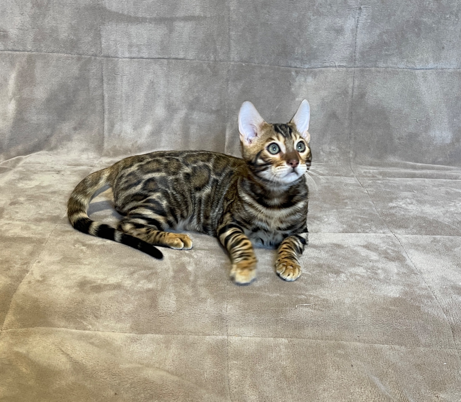 Бенгальський хлопчик