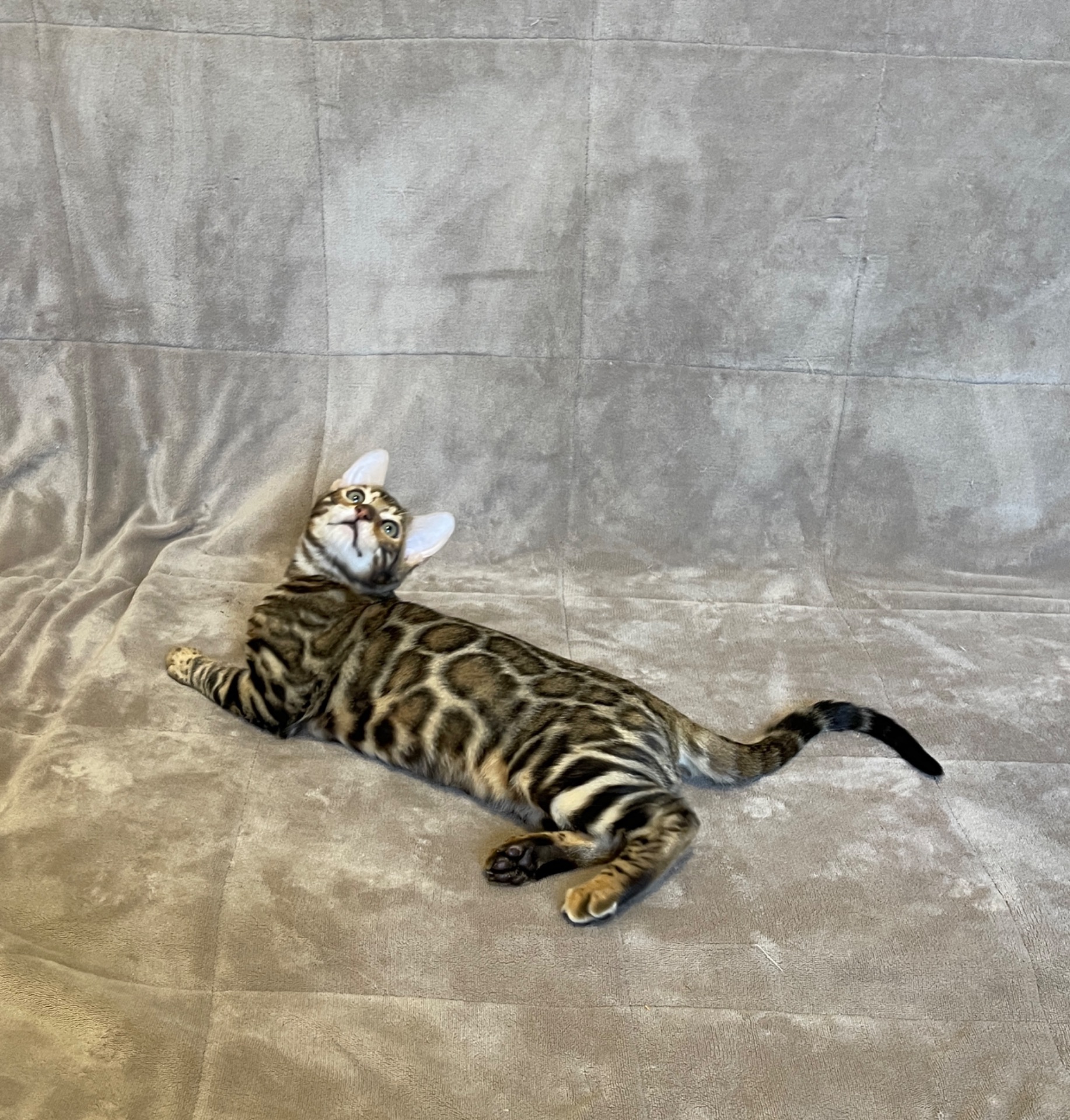 Бенгальський хлопчик