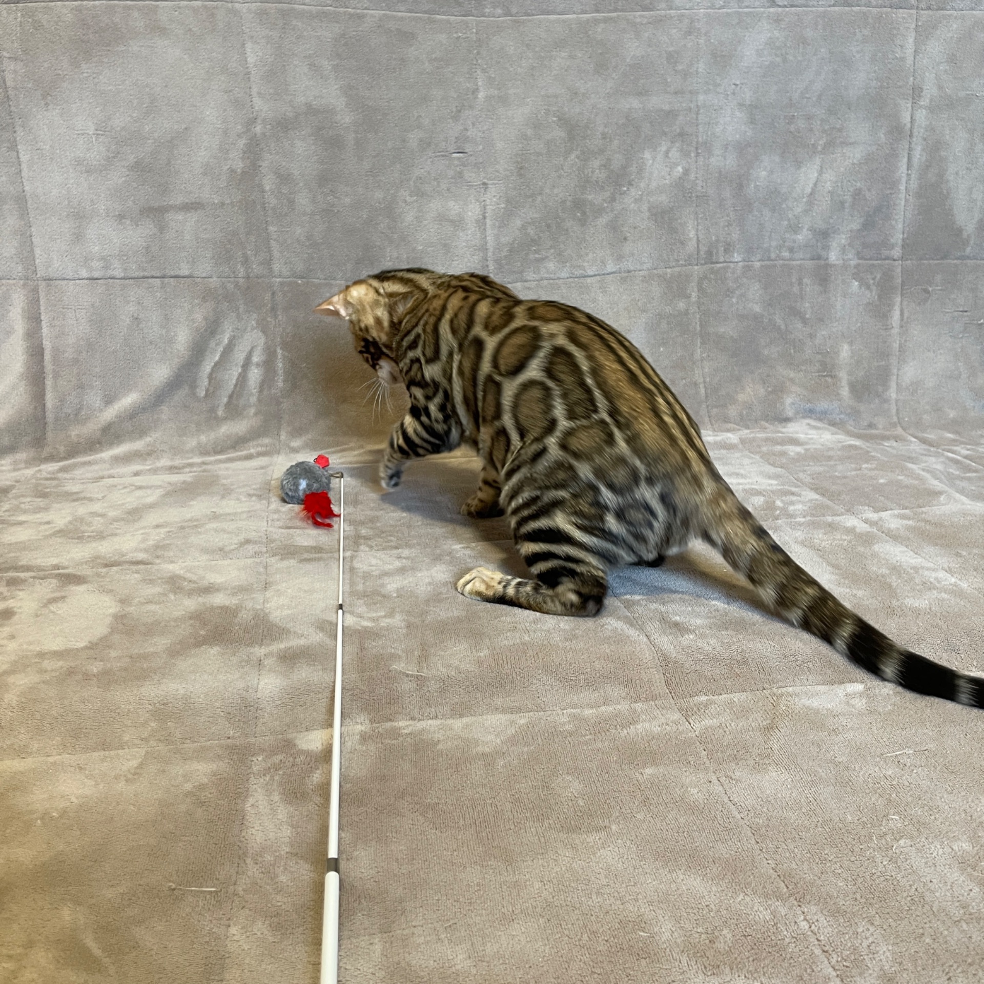 Бенгальський хлопчик