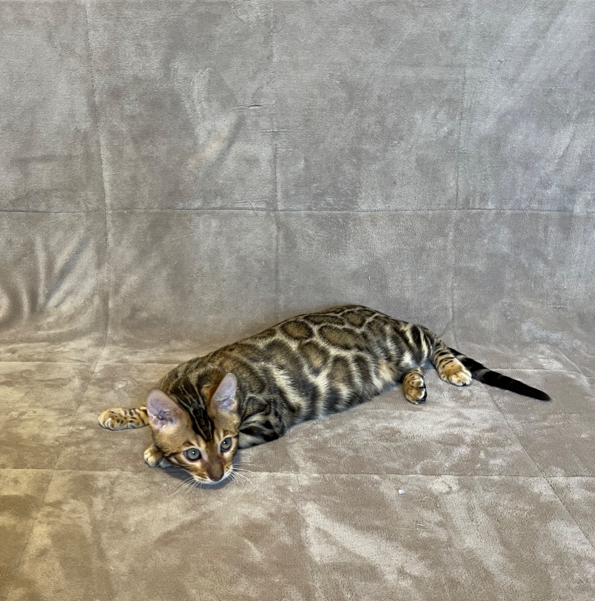 Бенгальський хлопчик