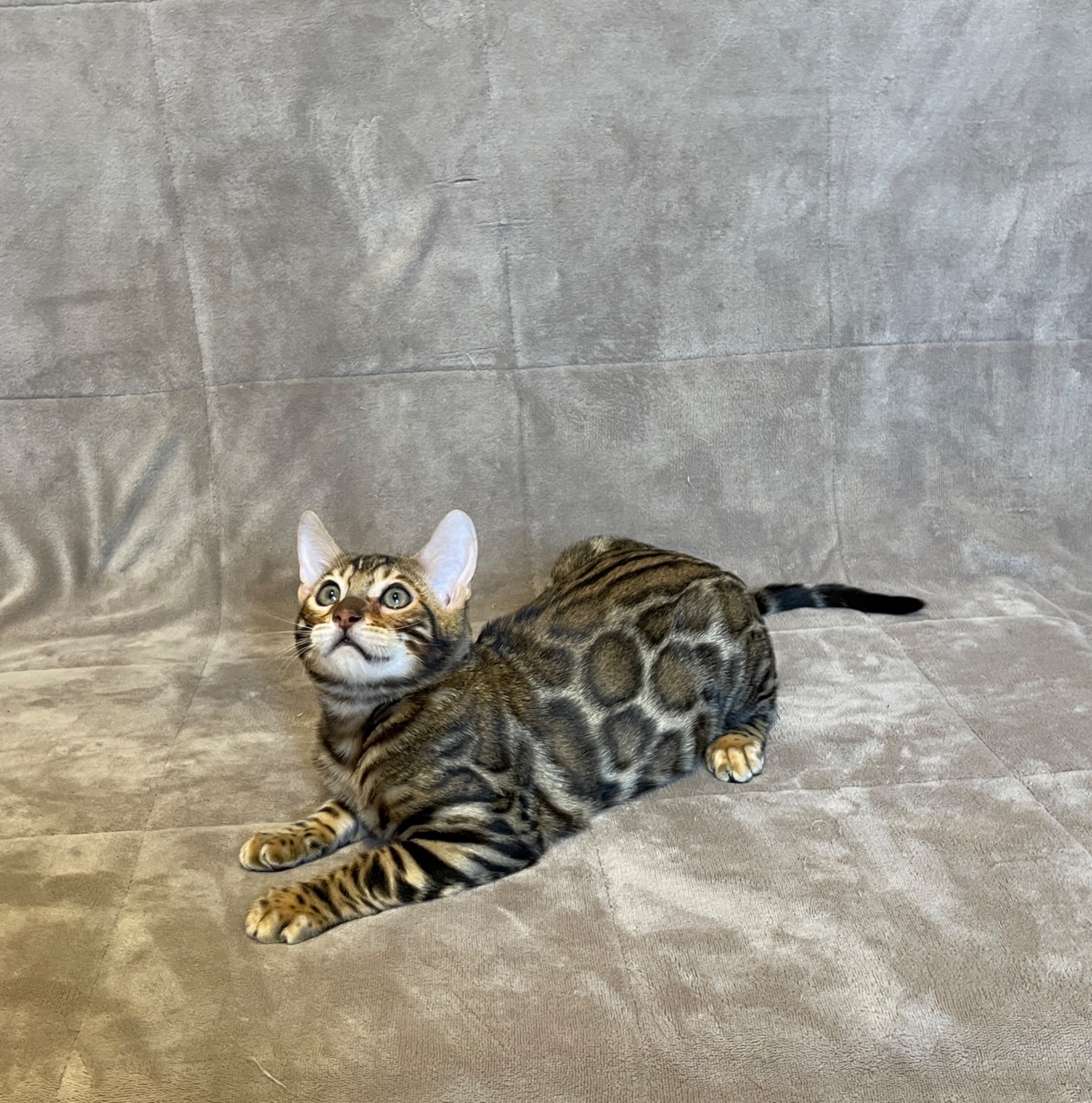 Бенгальський хлопчик