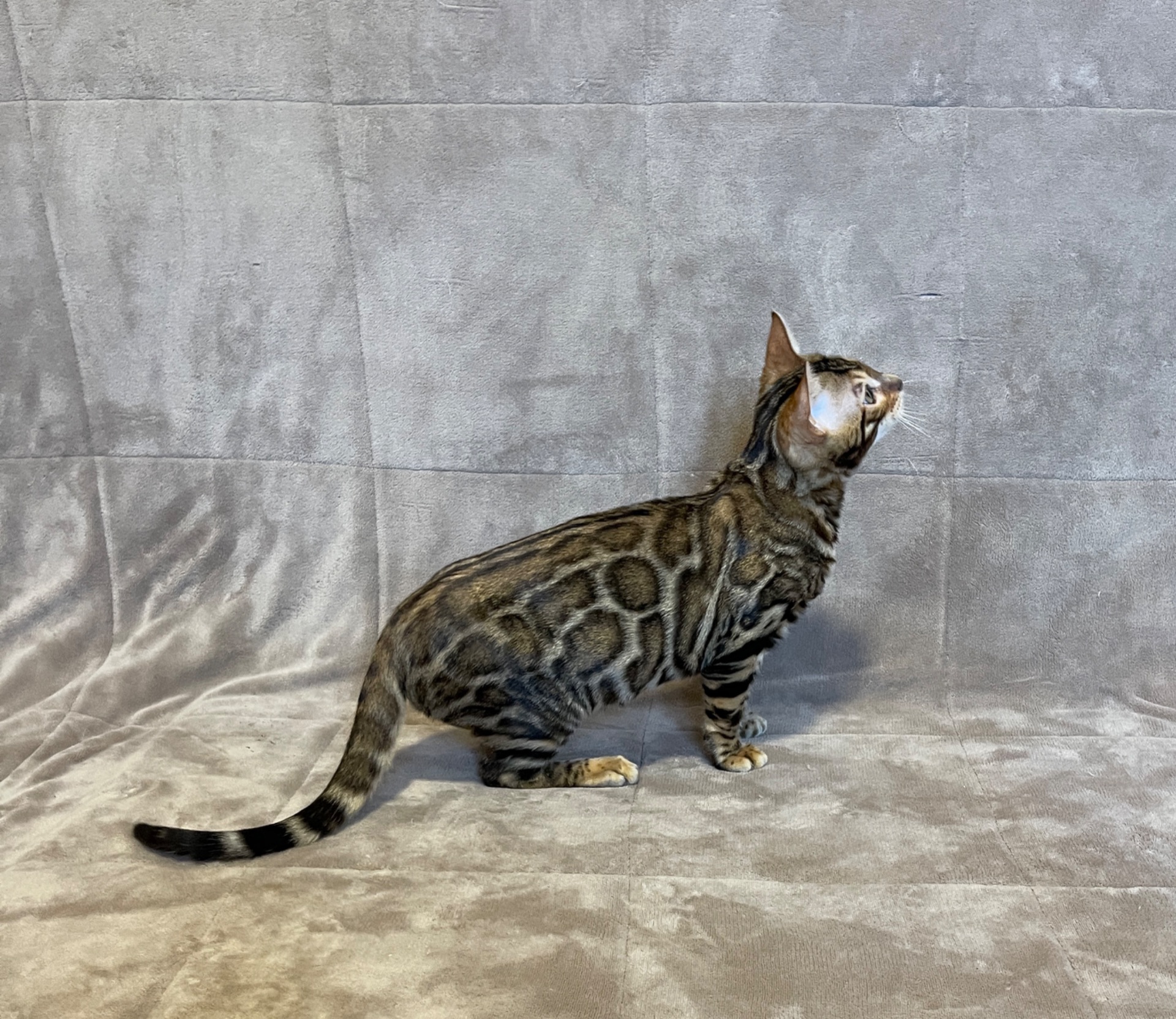 Бенгальський хлопчик