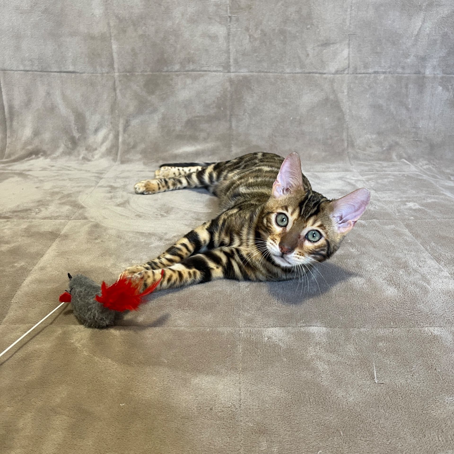 Бенгальський хлопчик