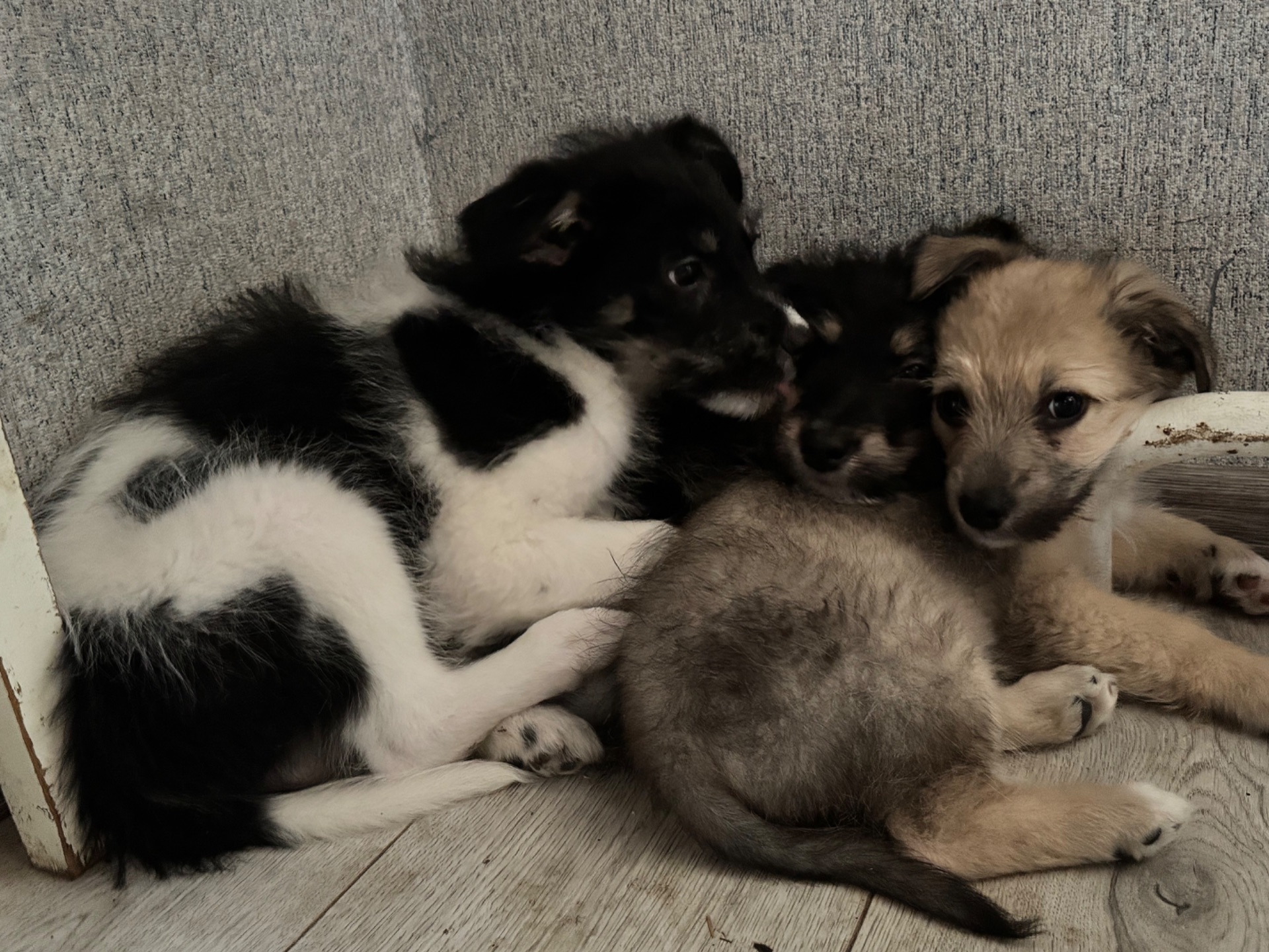 3 дівчинки цуценя шукають родину ❤️‍🩹