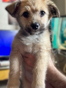 3 дівчинки цуценя шукають родину ❤️‍🩹