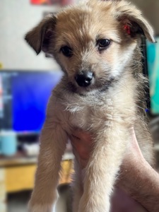 3 дівчинки цуценя шукають родину ❤️‍🩹