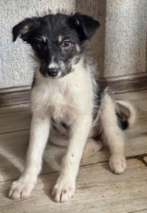 3 дівчинки цуценя шукають родину ❤️‍🩹