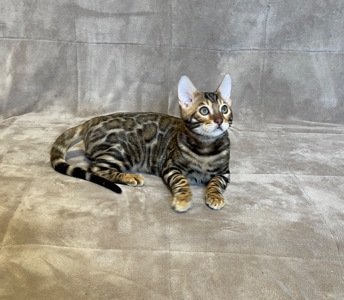 Бенгальський хлопчик