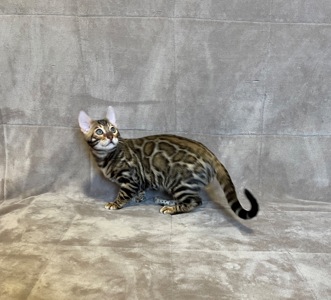 Бенгальський хлопчик