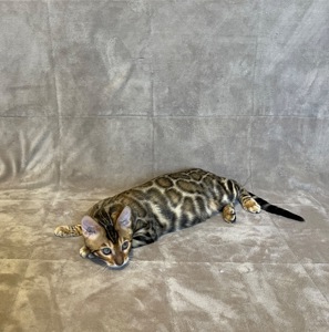 Бенгальський хлопчик