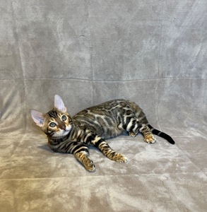 Бенгальський хлопчик