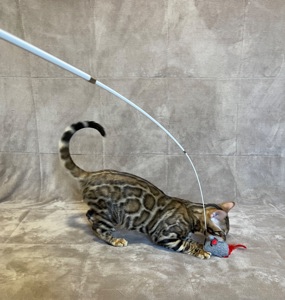 Бенгальський хлопчик