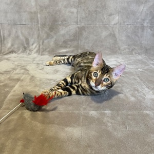 Бенгальський хлопчик