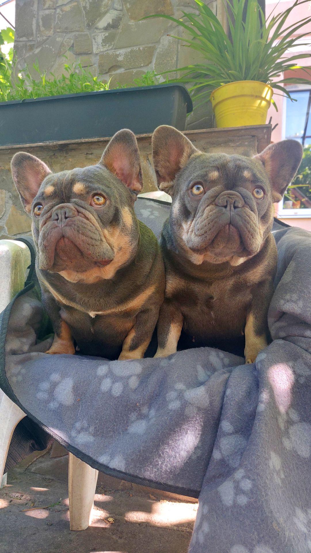 Цуценята французького бульдога