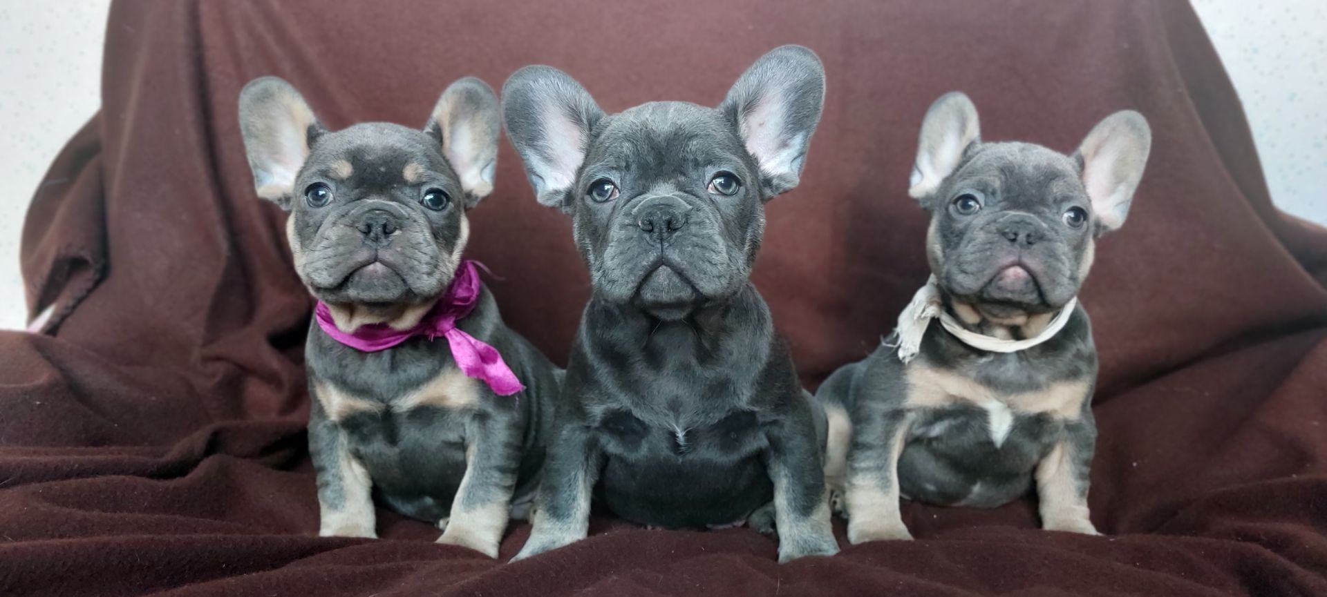 Цуценята французького бульдога