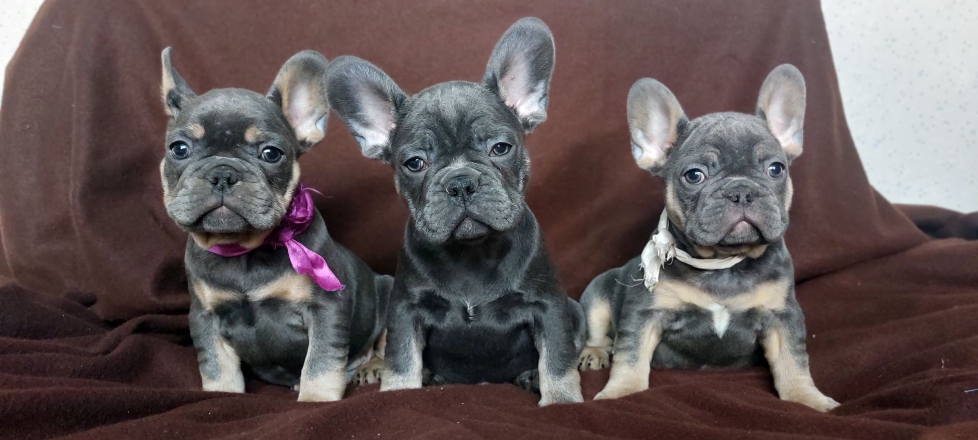 Цуценята французького бульдога