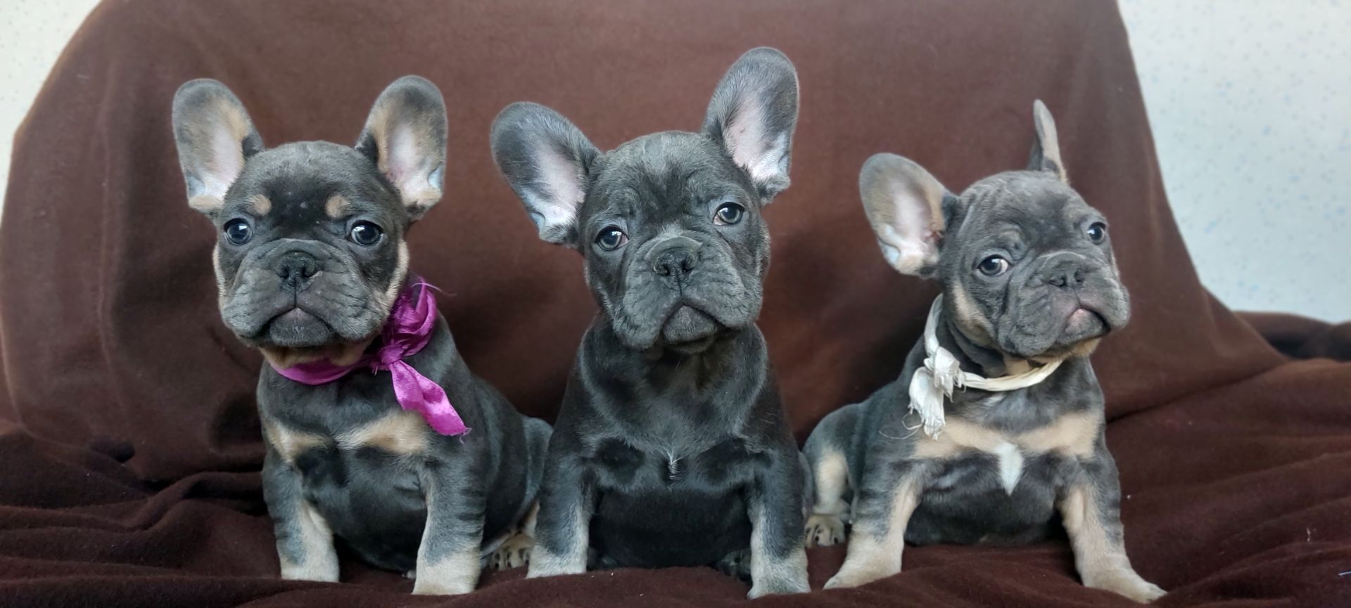 Цуценята французького бульдога
