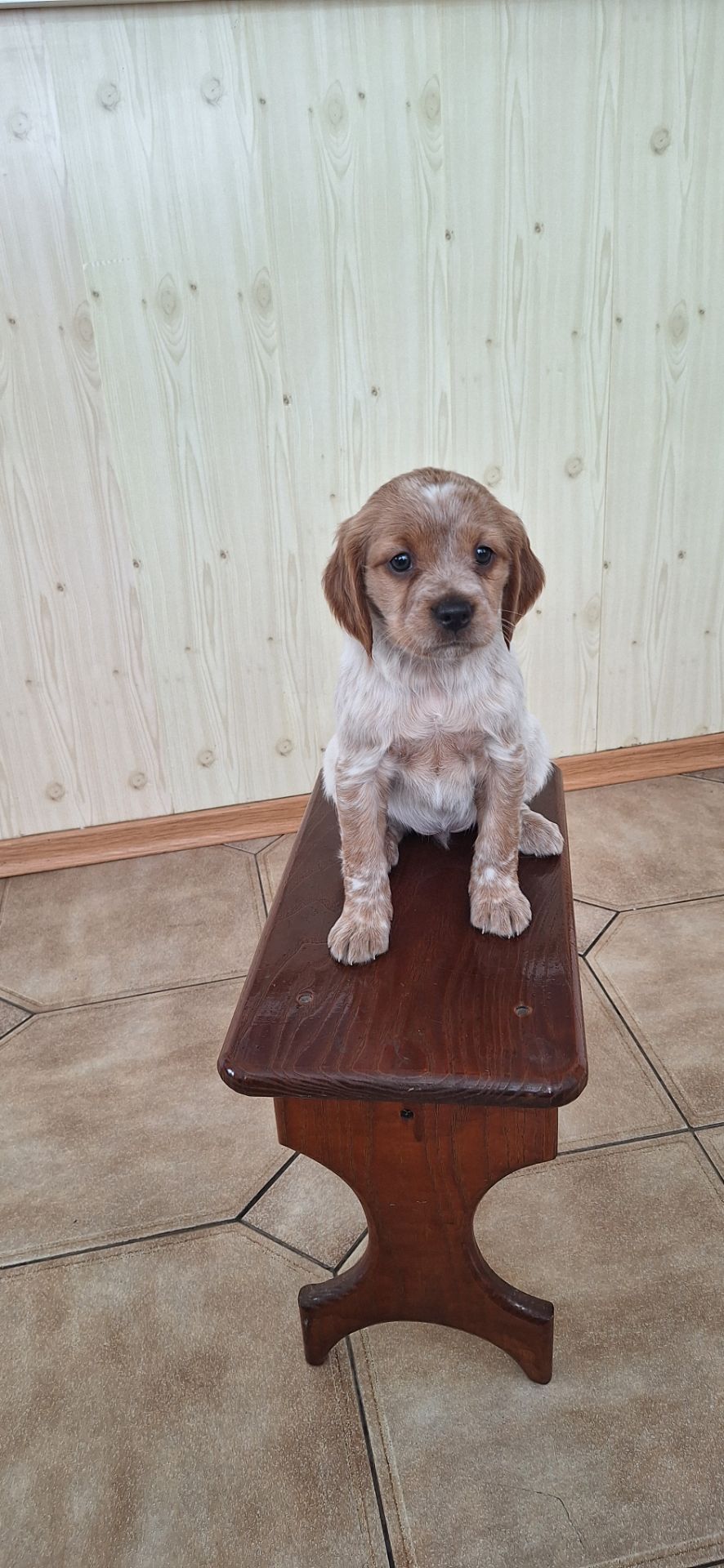 Цуценята Епаньоль Бретон