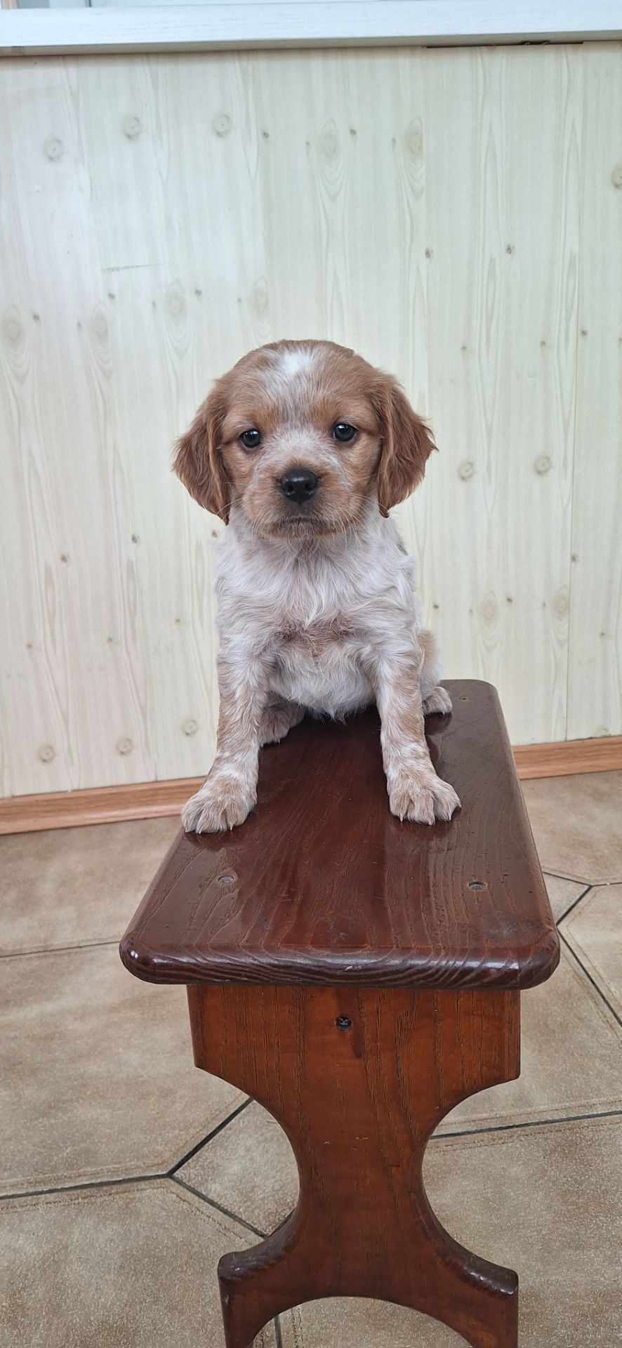 Цуценята Епаньоль Бретон