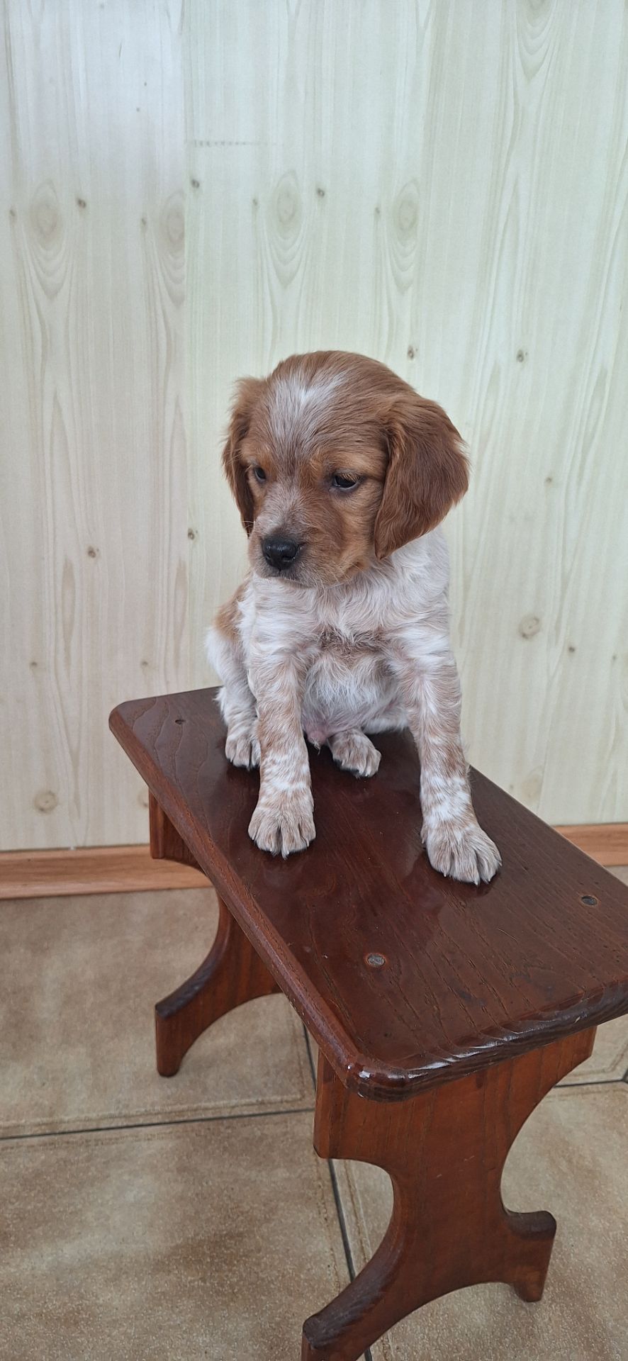 Цуценята Епаньоль Бретон