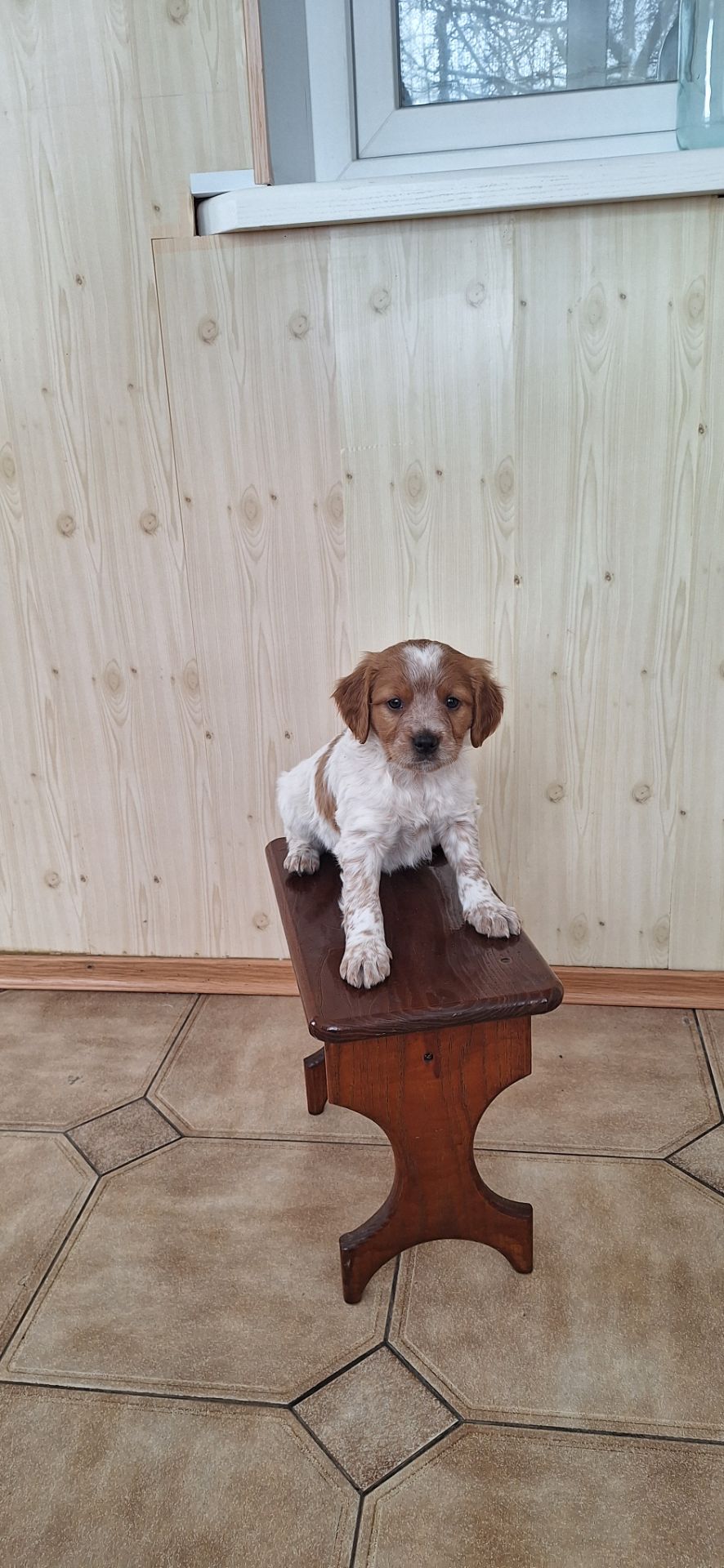 Цуценята Епаньоль Бретон