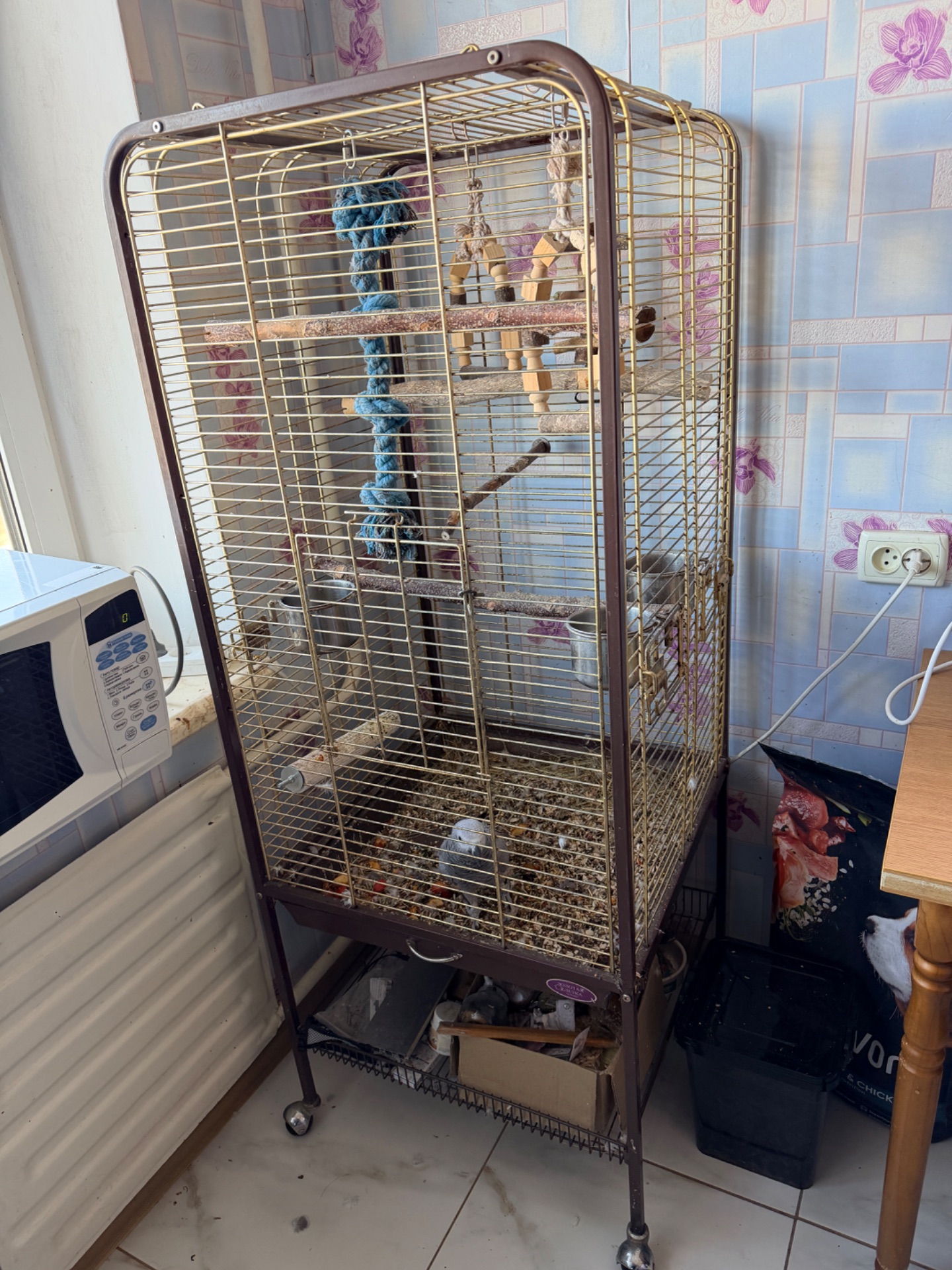 Жако ручний птах