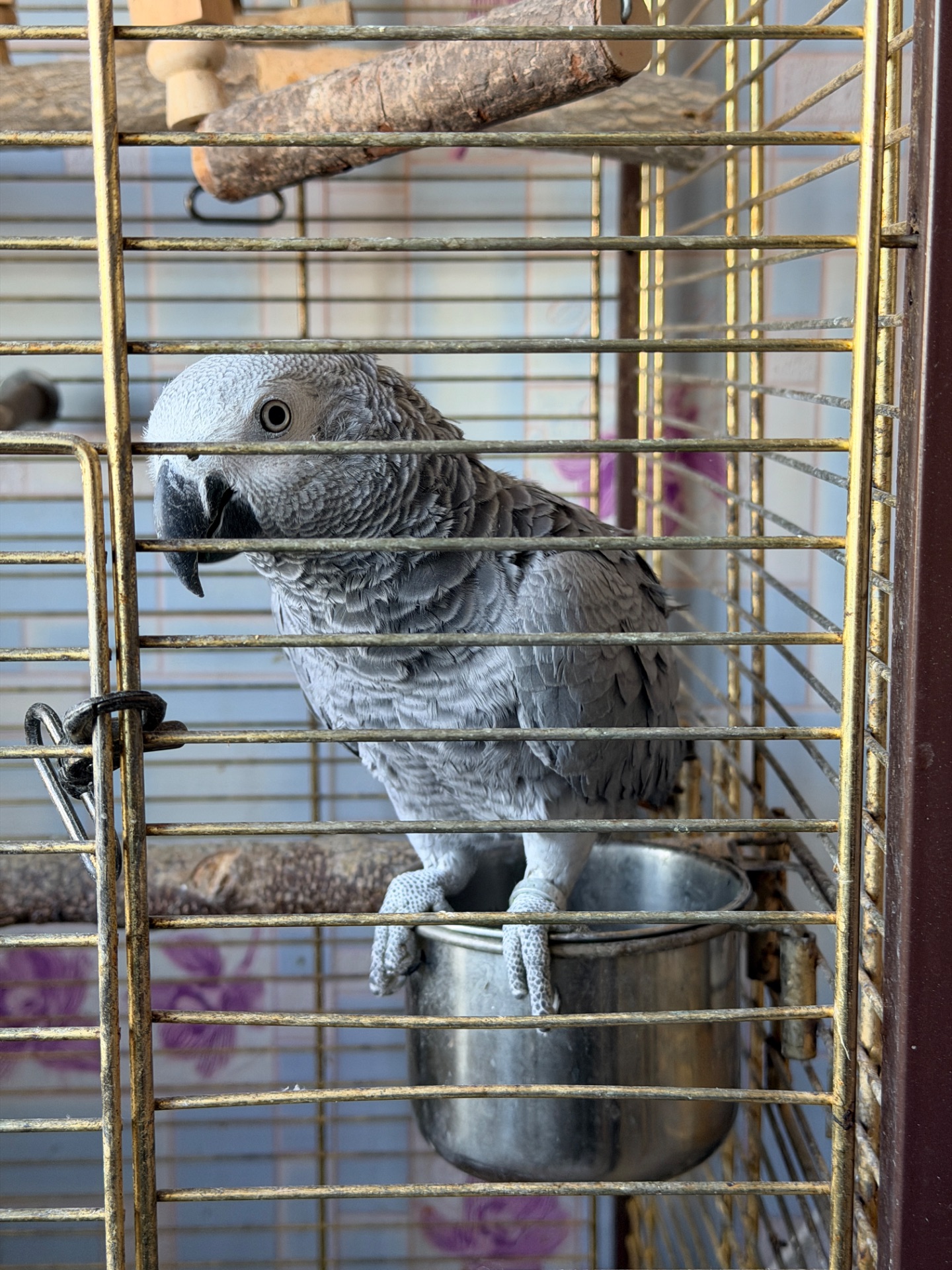 Жако ручний птах