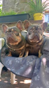 Цуценята французького бульдога