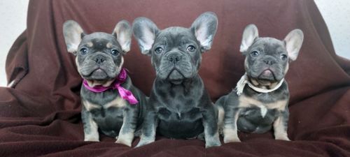 Цуценята французького бульдога