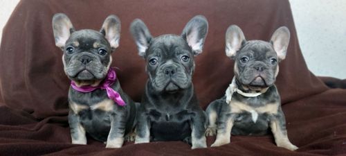 Цуценята французького бульдога