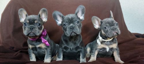 Цуценята французького бульдога