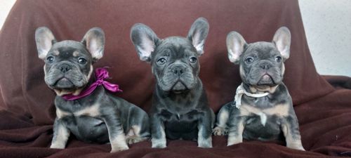 Цуценята французького бульдога