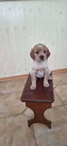 Цуценята Епаньоль Бретон