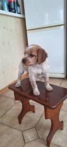 Цуценята Епаньоль Бретон