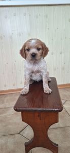 Цуценята Епаньоль Бретон