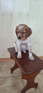 Цуценята Епаньоль Бретон