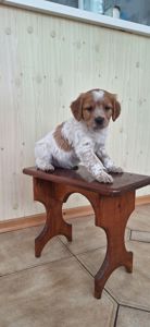 Цуценята Епаньоль Бретон