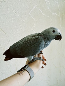 Жако ручний птах