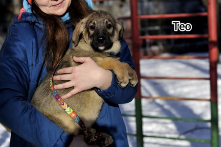 Цуценя Мотео