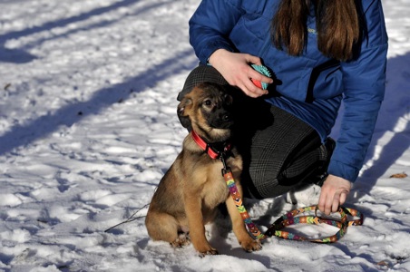 Цуценя Бейліз