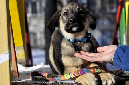 Цуценя Мотео