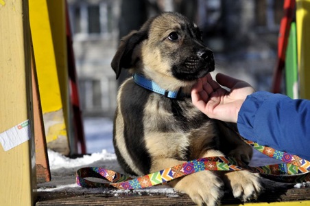 Цуценя Мотео