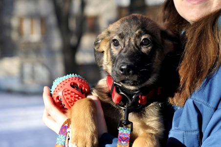 Цуценя Бейліз