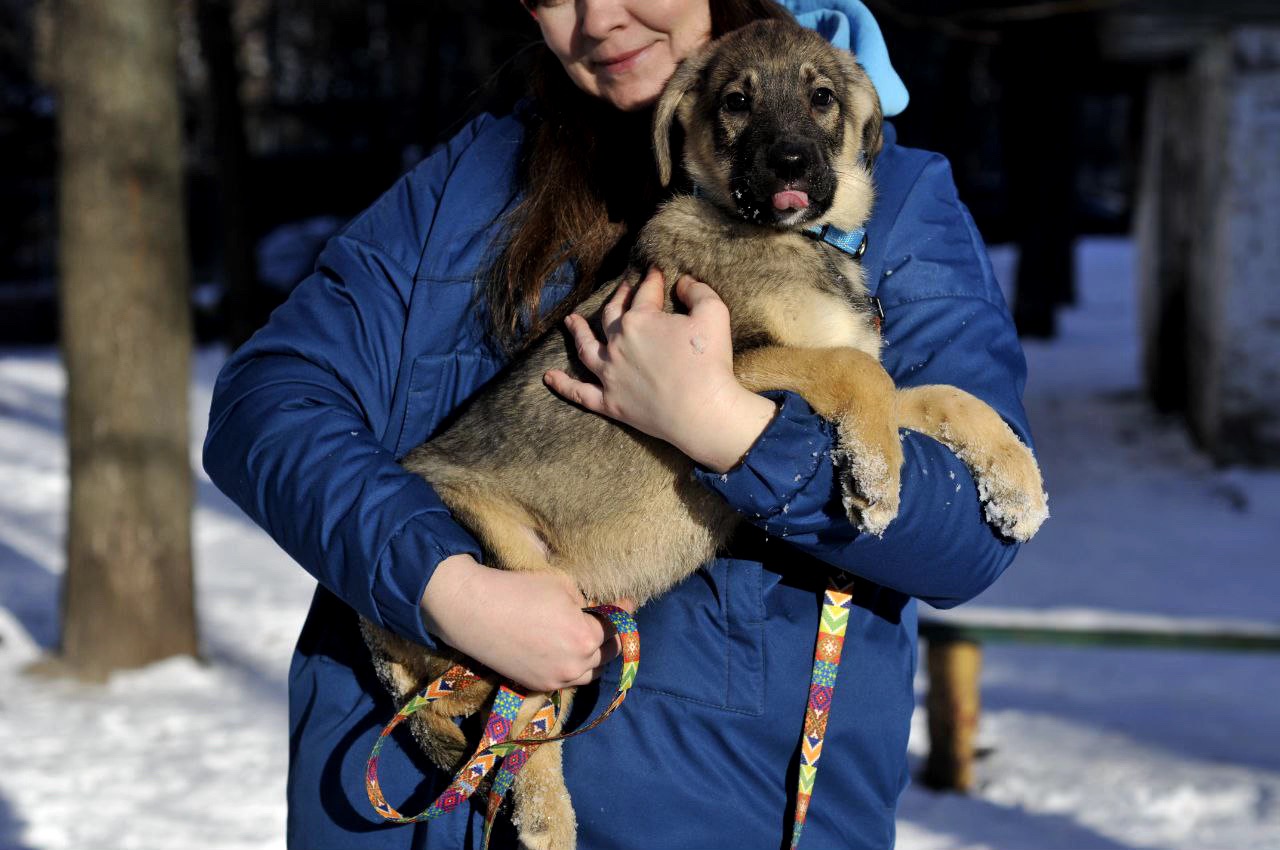 Цуценя Мотео