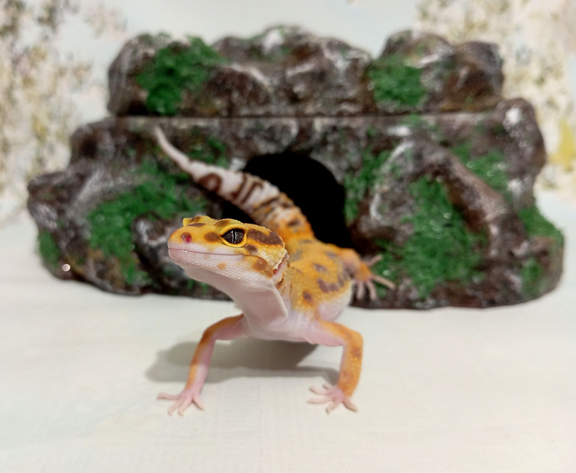 Леопардовый геккон.Эублефар