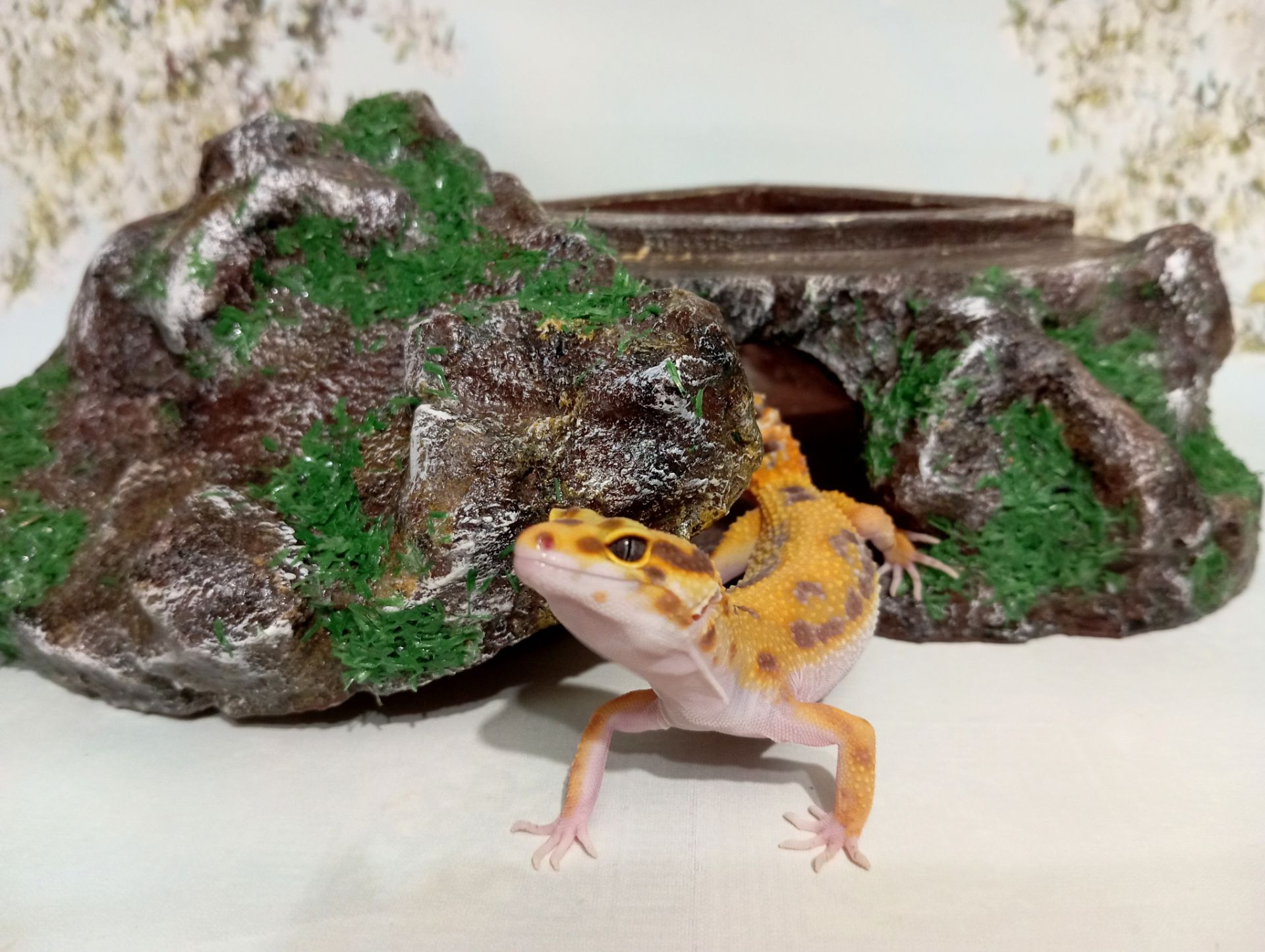 Леопардовый геккон.Эублефар