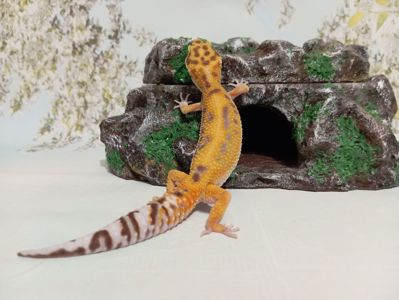 Леопардовый геккон.Эублефар