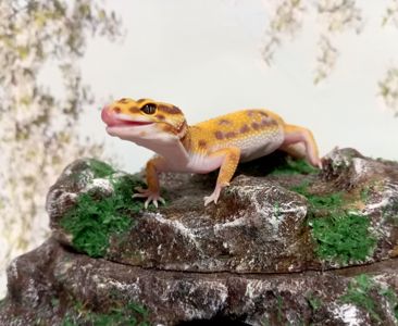 Леопардовый геккон.Эублефар